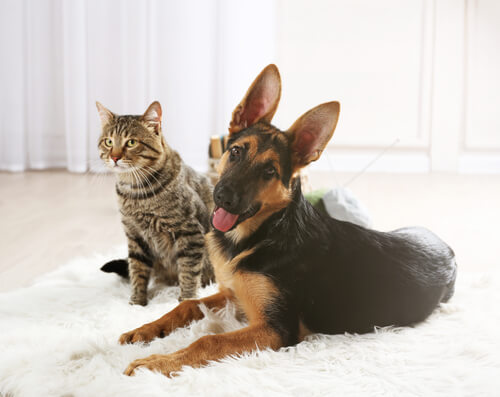 background picture of pets in a clean room